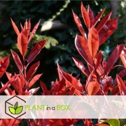 Photinia Fraseri Red Robin - Set De 4 - Pot 17cm - Hauteur 30-40cm -VIDA Plantes Magasin 64594ff9d3e684.39326264