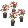 Photinia Fraseri Red Robin - Set De 4 - Pot 17cm - Hauteur 30-40cm -VIDA Plantes Magasin 64594ff9de2b95.93065919