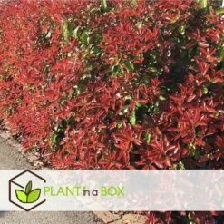 Photinia Fraseri Red Robin - Set De 6 - Pot 17cm - Hauteur 30-40cm -VIDA Plantes Magasin 6459500a3f3082.23305329