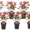 Photinia Fraseri Red Robin - Set De 6 - Pot 17cm - Hauteur 30-40cm -VIDA Plantes Magasin 6459500a50c0f9.11365807