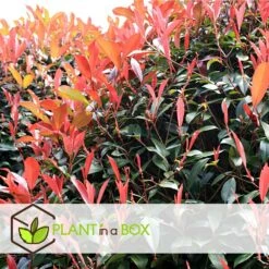Photinia Fraseri Red Robin - Set De 6 - Pot 17cm - Hauteur 30-40cm -VIDA Plantes Magasin 6459500a66e9f7.63273158