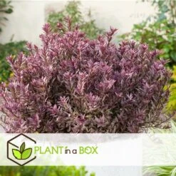 Hebe Pinguifolia - Mélange De 12 - Arbuste - Pot 10.5cm - Hauteur 15-20cm -VIDA Plantes Magasin 6459500e64f3c6.09711097