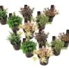 Hebe Pinguifolia - Mélange De 12 - Arbuste - Pot 10.5cm - Hauteur 15-20cm -VIDA Plantes Magasin 6459500e75e2d7.60549722