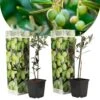 Olea Europaea - Oliviers - Pot 9cm - Hauteur 25-40cm -VIDA Plantes Magasin 64595012149db9.80517498