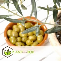 Olea Europaea - Oliviers - Pot 9cm - Hauteur 25-40cm -VIDA Plantes Magasin 6459501218bf44.03120983