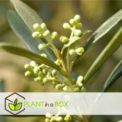 Olea Europaea - Oliviers - Pot 9cm - Hauteur 25-40cm -VIDA Plantes Magasin 64595012239446.66153522