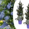 Ceanothus Thyrsiflorus Repens - Set De 2 - Arbuste - Pot 17cm - Hauteur 60-70cm -VIDA Plantes Magasin 6459513fdad008.18167388