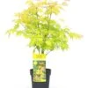 Acer 'orange Dream' - érable Du Japon - Pot 19cm - Hauteur 60-70cm -VIDA Plantes Magasin 64595143741835.06242436