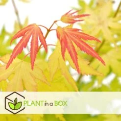 Acer 'orange Dream' - érable Du Japon - Pot 19cm - Hauteur 60-70cm -VIDA Plantes Magasin 645951437f66a4.50317666