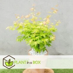 Acer 'orange Dream' - érable Du Japon - Pot 19cm - Hauteur 60-70cm -VIDA Plantes Magasin 6459514383fc16.68877922