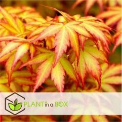 Acer 'orange Dream' - érable Du Japon - Pot 19cm - Hauteur 60-70cm -VIDA Plantes Magasin 645951438cd7a4.16475158