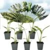 Ravenala Madagascariensis - Set De 6 - Palmier - Pot 9cm - Hauteur 25-40cm -VIDA Plantes Magasin 6459514a45efd0.12016105