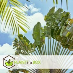 Ravenala Madagascariensis - Set De 6 - Palmier - Pot 9cm - Hauteur 25-40cm -VIDA Plantes Magasin 6459514a4d3af4.73981020