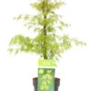 Acer Palmatum 'emerald Lace' - érable Du Japon - Pot 19cm - Hauteur 60-70cm -VIDA Plantes Magasin 64595151770319.35252474