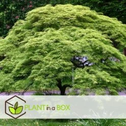 Acer Palmatum 'emerald Lace' - érable Du Japon - Pot 19cm - Hauteur 60-70cm -VIDA Plantes Magasin 64595151886530.45803562