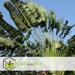 Ravenala Madagascariensis - Set De 3 - Palmier - Pot 9cm - Hauteur 25-40cm -VIDA Plantes Magasin 6459515dbfa1c9.26075985