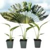 Ravenala Madagascariensis - Set De 3 - Palmier - Pot 9cm - Hauteur 25-40cm -VIDA Plantes Magasin 6459515dce3cb1.23521602