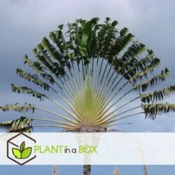 Ravenala Madagascariensis - Set De 3 - Palmier - Pot 9cm - Hauteur 25-40cm -VIDA Plantes Magasin 6459515de71cc3.06727353