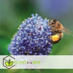 Ceanothus Thyrsiflorus Repens - Arbuste - Pot 17cm - Hauteur 60-70cm -VIDA Plantes Magasin 64595167209750.66688397