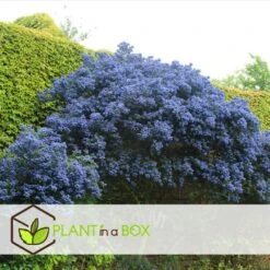 Ceanothus Thyrsiflorus Repens - Arbuste - Pot 17cm - Hauteur 60-70cm -VIDA Plantes Magasin 64595167264cf5.38010472