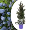 Ceanothus Thyrsiflorus Repens - Arbuste - Pot 17cm - Hauteur 60-70cm -VIDA Plantes Magasin 645951673467f8.43089093