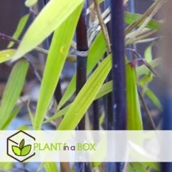Fargesia Gansu - Set De 6 - Bambou Non Invasif - Pot 17cm - Hauteur 50-70cm -VIDA Plantes Magasin 6459517105b0d2.88112397