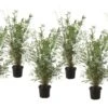 Fargesia Gansu - Set De 6 - Bambou Non Invasif - Pot 17cm - Hauteur 50-70cm -VIDA Plantes Magasin 645951711345e8.56951688