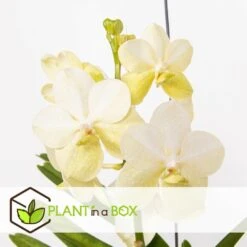 Vanda Tayanee White - Orchidée Tropicale - Magnifique Couleurs - Hauteur 50-60cm -VIDA Plantes Magasin 6459521dbdcab9.64992120