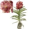 Vanda Leopard Coral - Orchidée Tropicale - Orchidée En Fleur - Hauteur 75-85cm -VIDA Plantes Magasin 64595220a70c31.25970141
