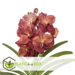 Vanda Leopard Coral - Orchidée Tropicale - Orchidée En Fleur - Hauteur 75-85cm -VIDA Plantes Magasin 64595220aba3b5.16105552