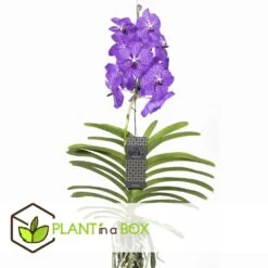 Vanda New Blue - Orchidée Tropicale - Magnifique Couleurs - Hauteur 50-60cm -VIDA Plantes Magasin 64595223977a18.64238423