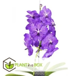 Vanda New Blue - Orchidée Tropicale - Magnifique Couleurs - Hauteur 50-60cm -VIDA Plantes Magasin 64595223a0b4b3.89119585