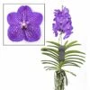 Vanda New Blue - Orchidée Tropicale - Magnifique Couleurs - Hauteur 50-60cm -VIDA Plantes Magasin 64595223a9f818.34110476