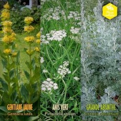 Coffret De Semences Médicinales Aromatique Apéritifs Régionaux 15 Coffret De Semences Médicinales Aromatique Apéritifs Régionaux -VIDA Plantes Magasin 645a39a750fff5.57002845