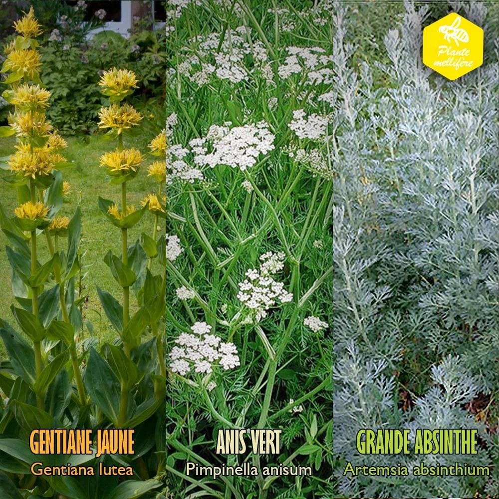 Coffret De Semences Médicinales Aromatique Apéritifs Régionaux 9 Coffret De Semences Médicinales Aromatique Apéritifs Régionaux – Image 7