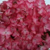 Hortensia 'salsa ?' - 5l -VIDA Plantes Magasin 645b8f35b8cba7.68168772