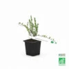 Canneberge/cranberry 'crowley' Bio - Godet 8cm - Taille : 20/40cm -VIDA Plantes Magasin 645c4aab71d000.78138039