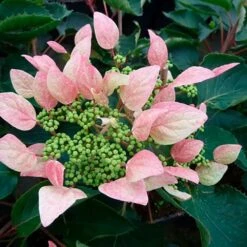 Schizophragma Hydrangeoides 'roseum' - Schizophragma Hydrangeoides 3l -VIDA Plantes Magasin 645d6487257c62.48362982