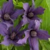 Clématite Saphyra® Violetta "m32-10'/godet - 5/10 Cm -VIDA Plantes Magasin 645d85852f36a1.69069023