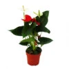 Fleur De Flamant Rose "sierra Red & Sierra White" Jumeaux Rouge/blanc Pot 14cm Anthurium Andreanum -VIDA Plantes Magasin 64622746c39128.41528724