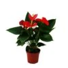 Fleur De Flamant Rose "sierra Red" Anthurium Andreanum Rouge 14cm -VIDA Plantes Magasin 6462274c9e2818.63341582