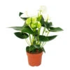 Fleur De Flamant Rose "sierra White" Blanc Anthurium Andreanum 14cm -VIDA Plantes Magasin 6462274e5959e8.64719841