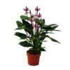 Fleur De Flamant Rose "purple Fiorino" Violet Anthurium Andreanum 14cm -VIDA Plantes Magasin 6462275204ff87.99202910