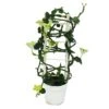 Bougeoir Grimpant - Ceropegia Sandersonii - Pot De 12cm -VIDA Plantes Magasin 6462275589a231.14422359
