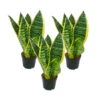 Lot De 3 Sanseveria Laurentii Trafasciata - Chanvre Vert-jaune - Pot De 9cm, Hauteur Totale Env. 20-25cm