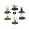 6 Tillandsias Différentes Dans Un Ensemble -VIDA Plantes Magasin 646228a7ce8ab7.86403317