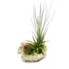 Tillandsias Sur Le Rocher De Zanzibar - Xl - 3 Plantes -VIDA Plantes Magasin 646228bb2024b5.62431438