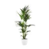 Palmier Kentia - Howea Forsteriana - Xxl - Environ 165cm De Haut - Dans La Jardinière "brussels" - Blanc 2 Palmier Kentia - Howea Forsteriana - Xxl - Environ 165cm De Haut - Dans La Jardinière "brussels" - Blanc -VIDA Plantes Magasin 646228f84f7f27.09462296