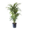 Palmier Kentia - Howea Forsteriana - Environ 130cm De Haut - Dans La Jardinière "brussels" - Sans Jardinière -VIDA Plantes Magasin 646228fc59ff33.05433067