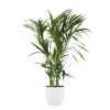Palmier Kentia - Howea Forsteriana - Environ 130cm De Haut - Dans Le Pot "brussels" - Blanc -VIDA Plantes Magasin 646228fee6d0c2.59884763
